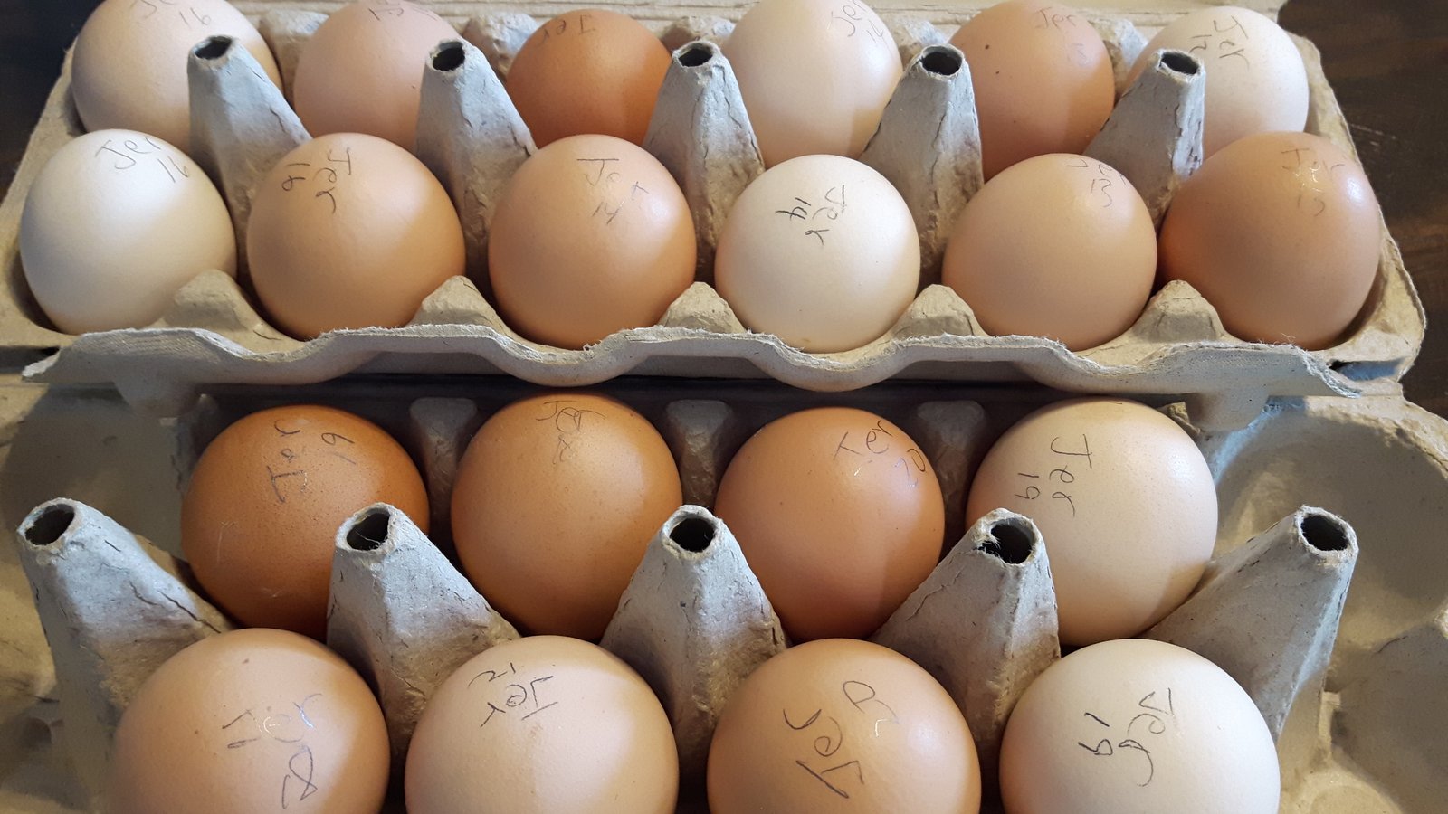 jersey giant fertile eggs