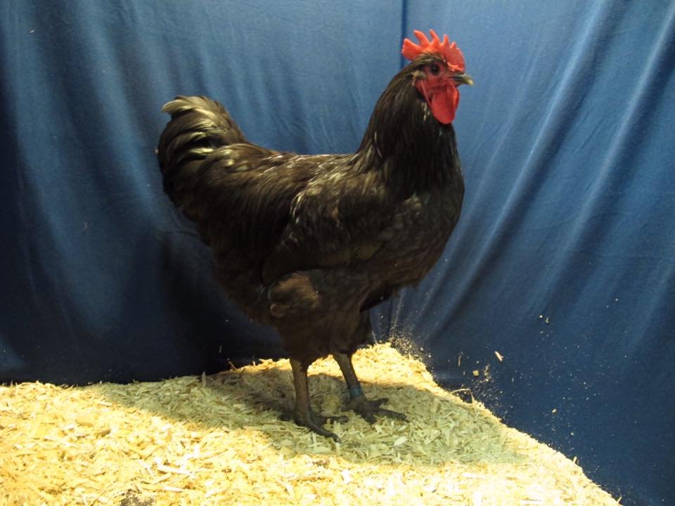 NEW JERSEY GIANT BLUE SPLASH OR BLACK 100%PURE TYPE ( 12 ) HATCHING EGGS  FROM NJ
