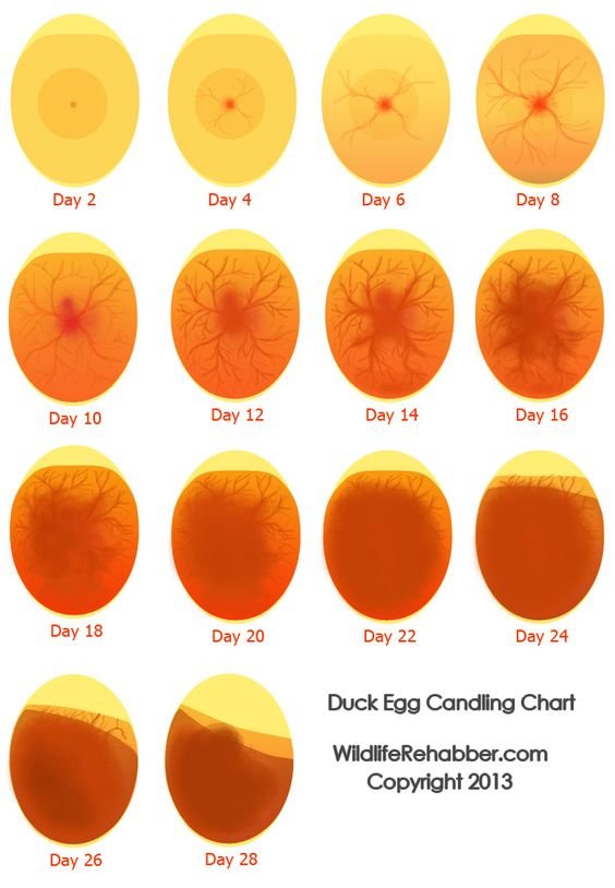 Chicken Hatching Chart