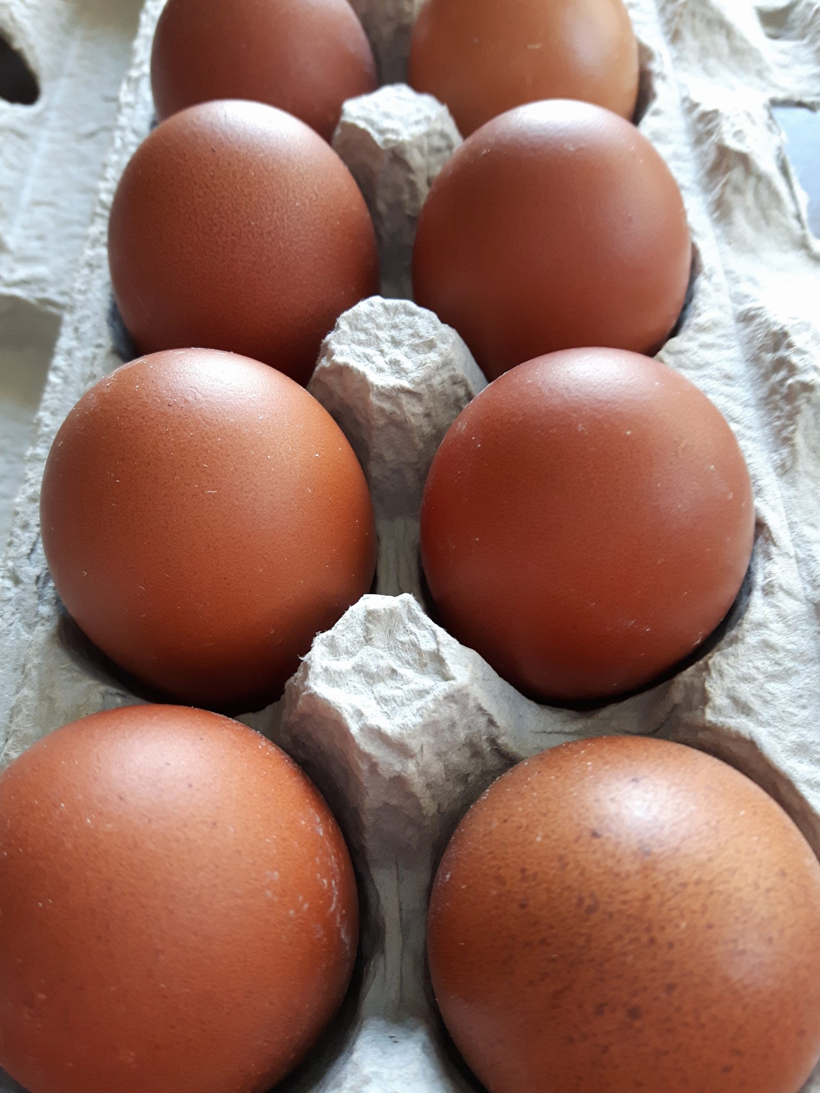 welsummer chicken eggs