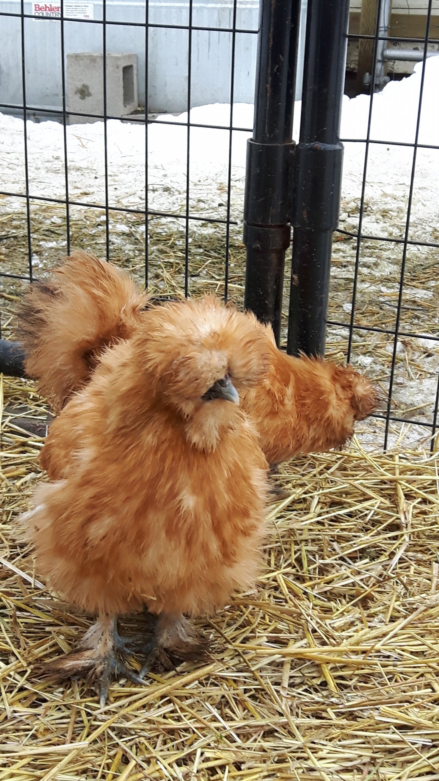 Silkie Chicks Pre-Order