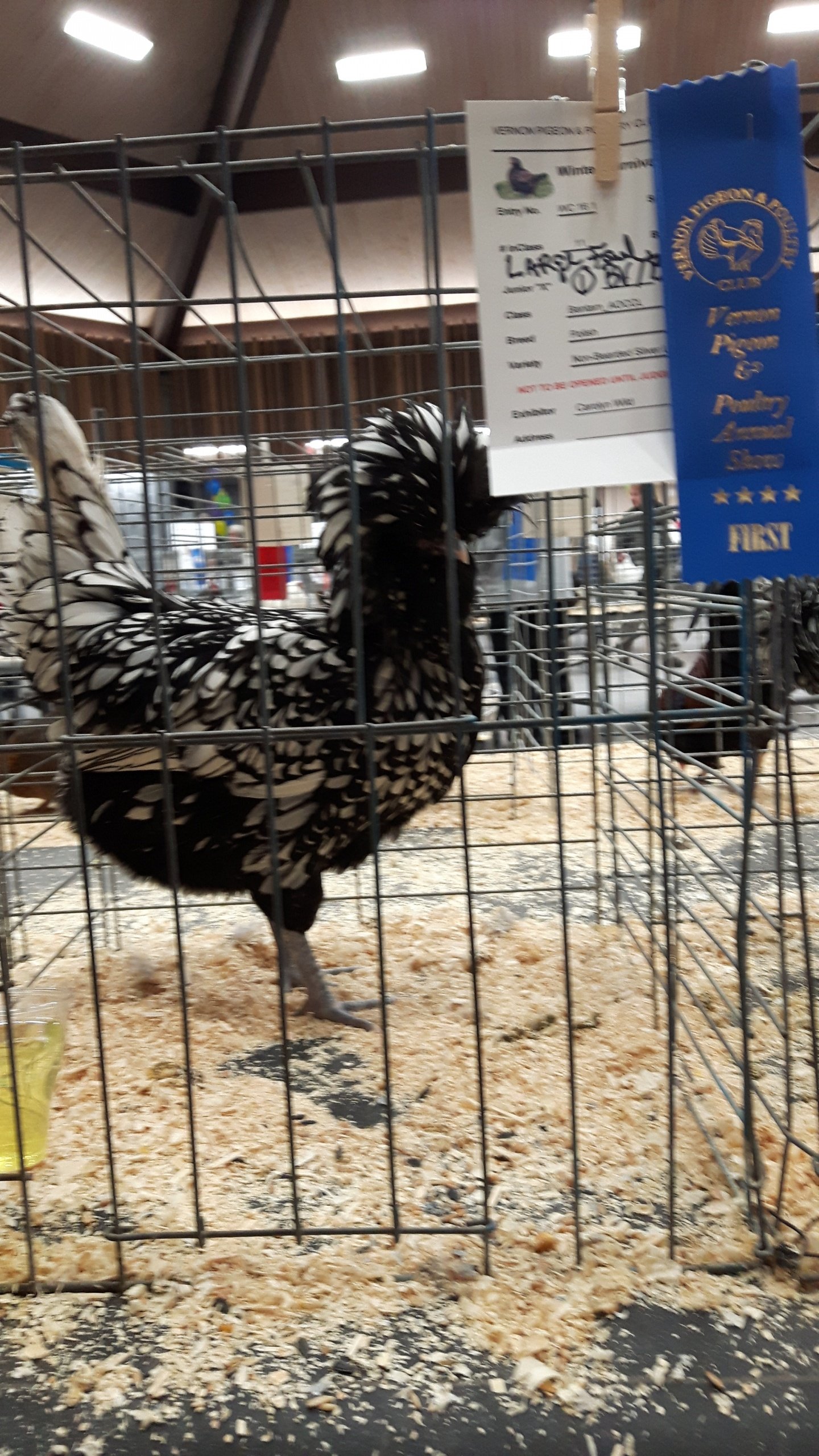 Silver Laced Polish Chicks Pre-Order