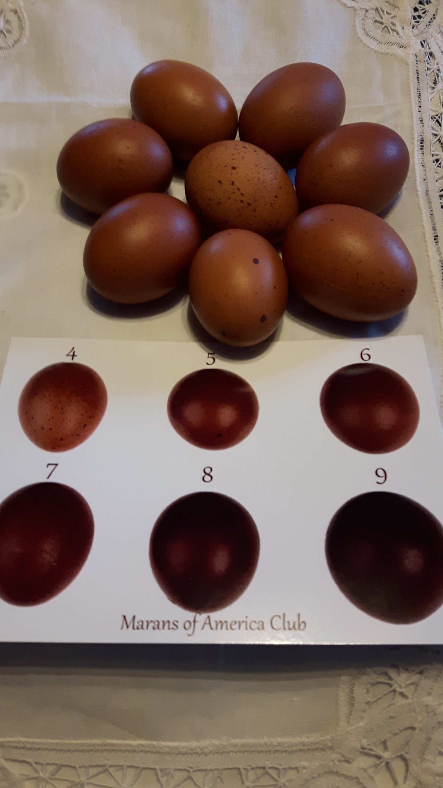 Black Copper Marans Eggs level 5 -7 on the Marans Chart.