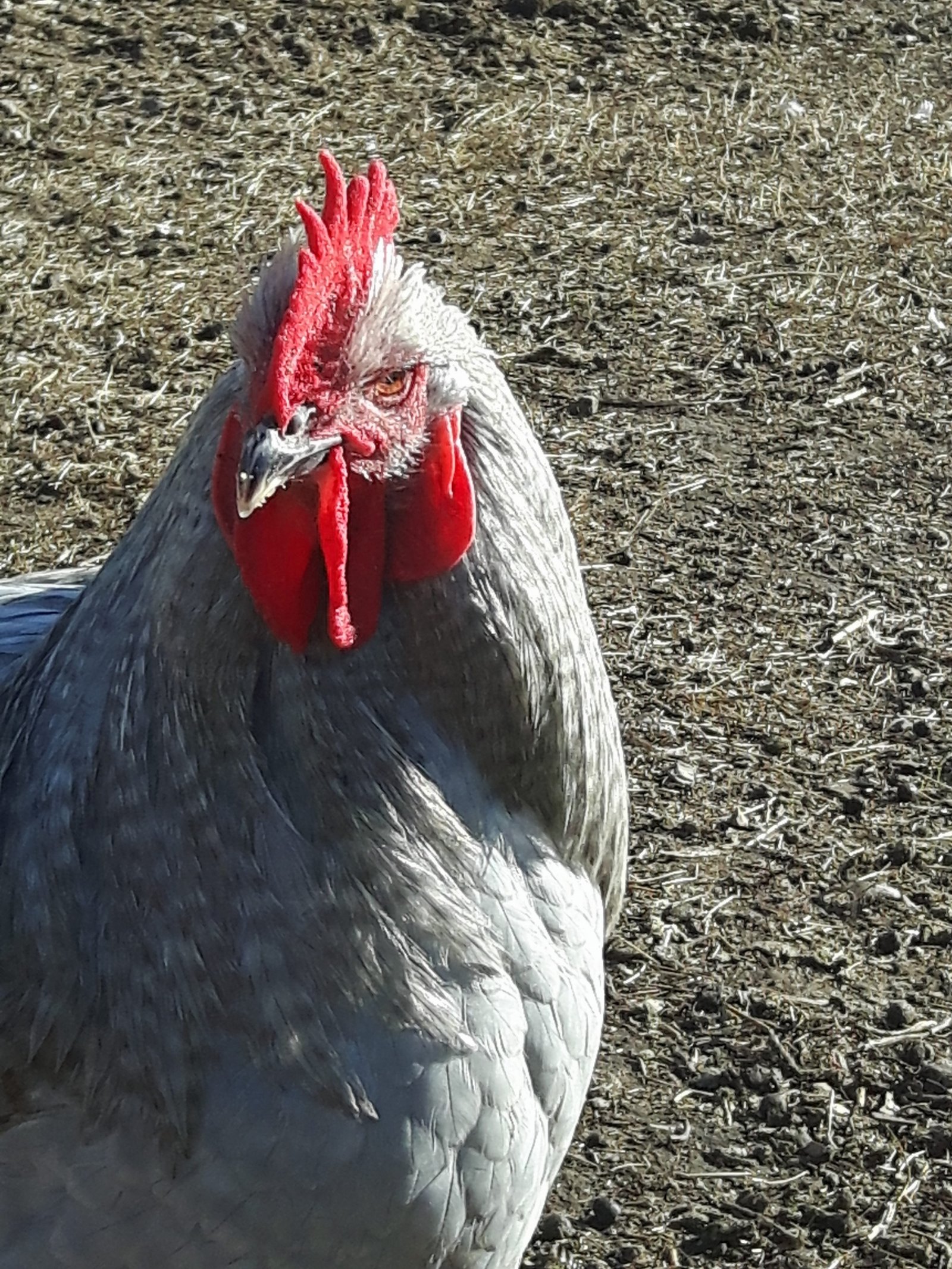 Orpington | Wild Acres