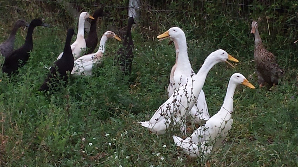 indian-runner-ducks-wild-acres