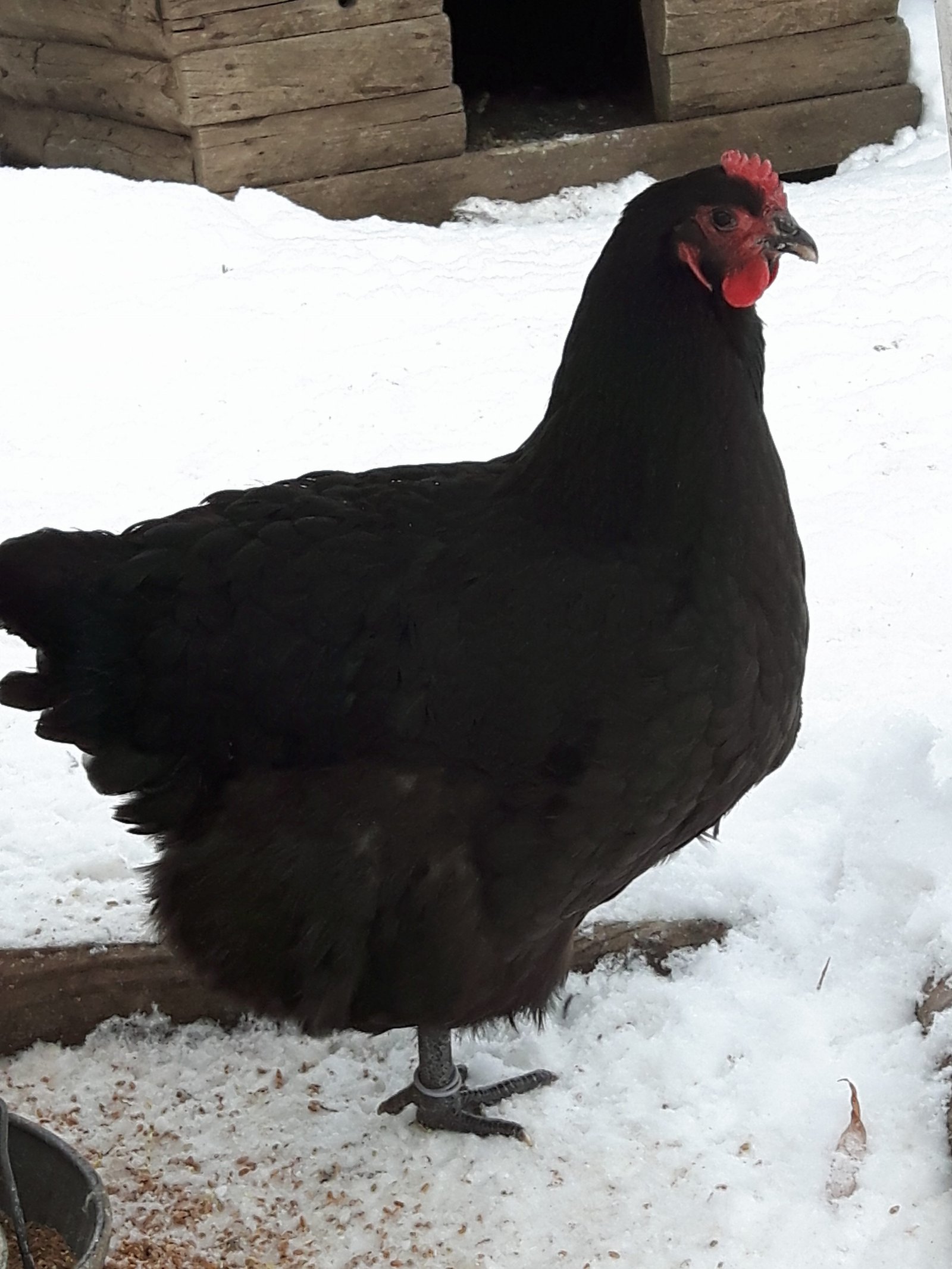 Australorp | Wild Acres