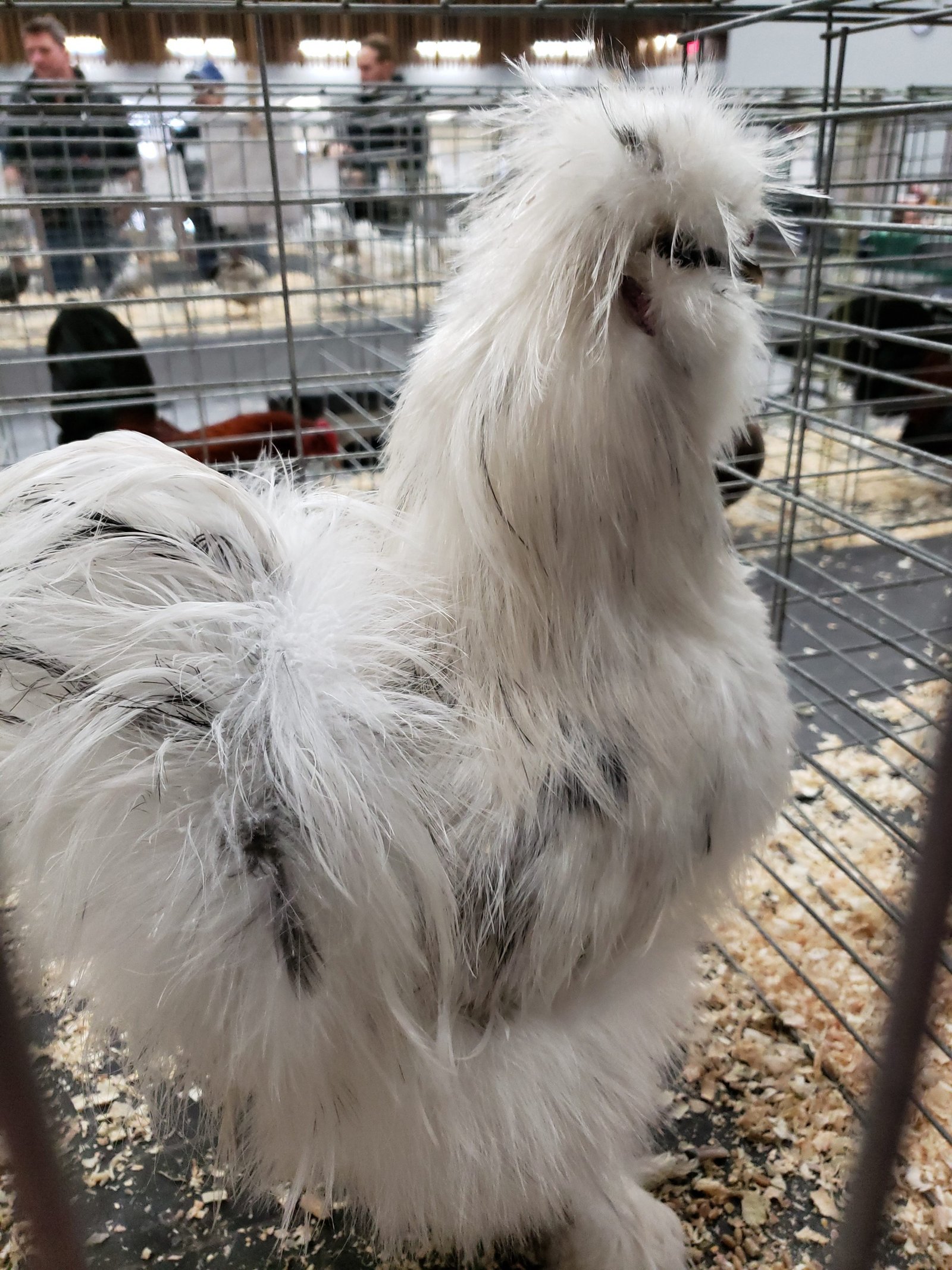 Silkie Chicks Pre-Order