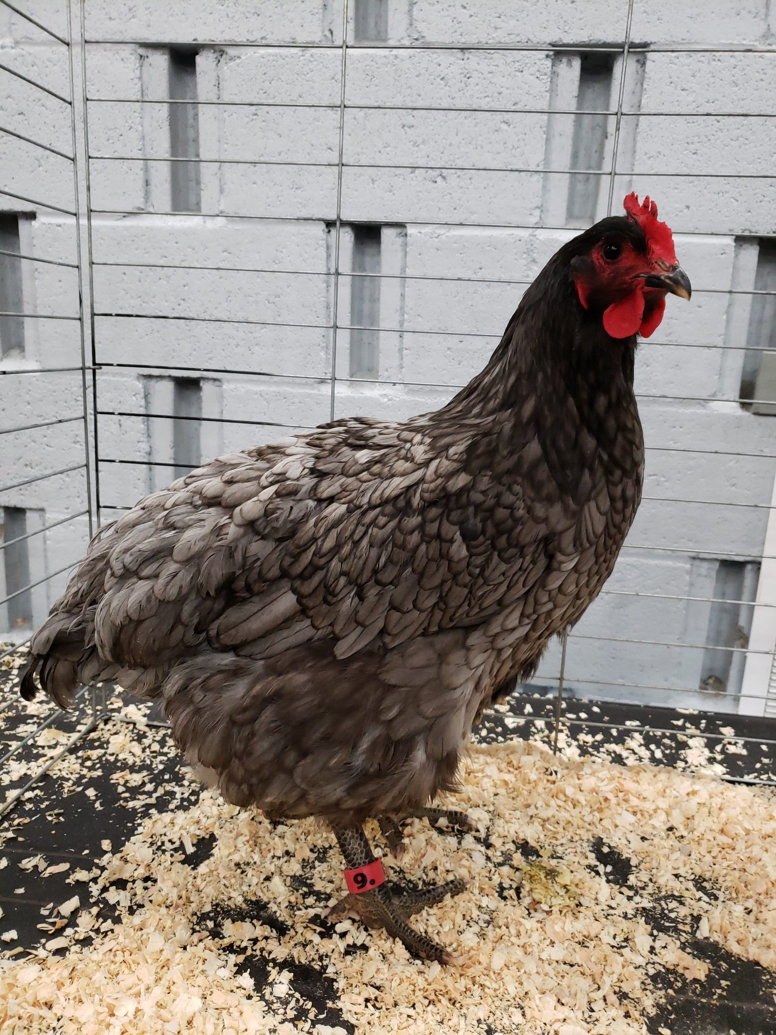 thumbnail image 2 of PRE-SALE: 6 Pure Black Jersey Giant Hatching Eggs - HUGE Breed Chicken Eggs For Incubating 2 of 14