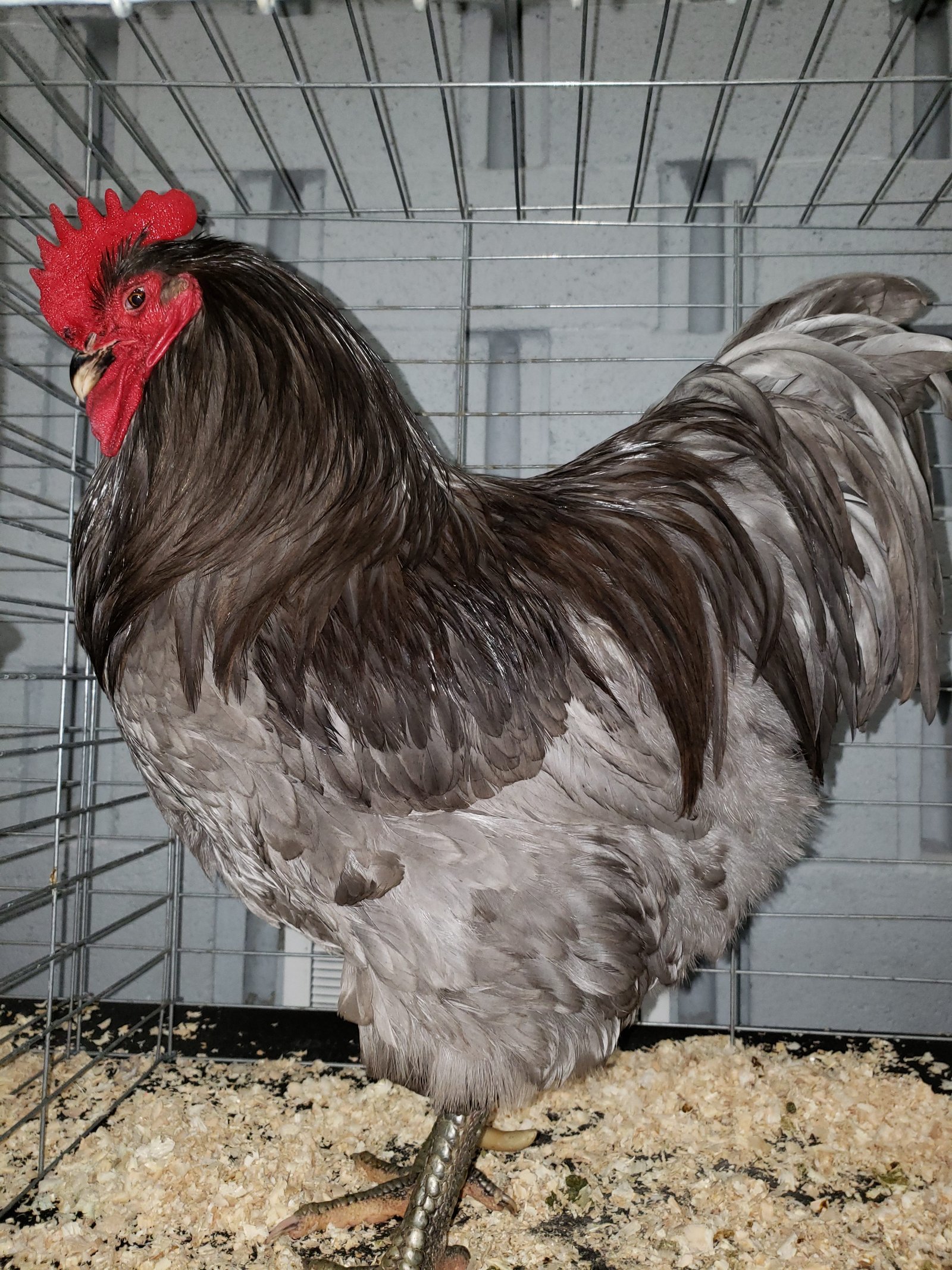 new jersey giant chicken