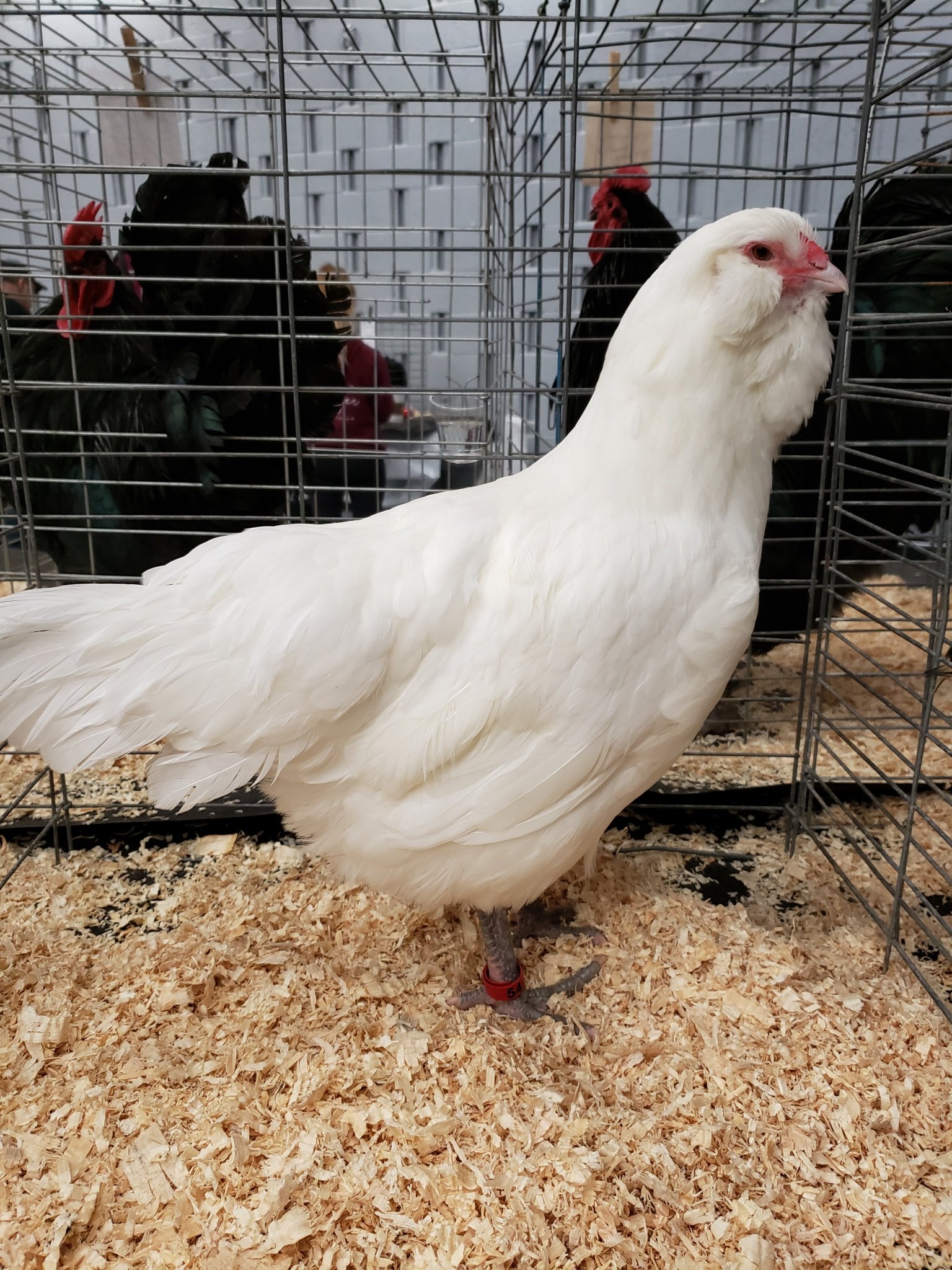 Ameraucana | Wild Acres