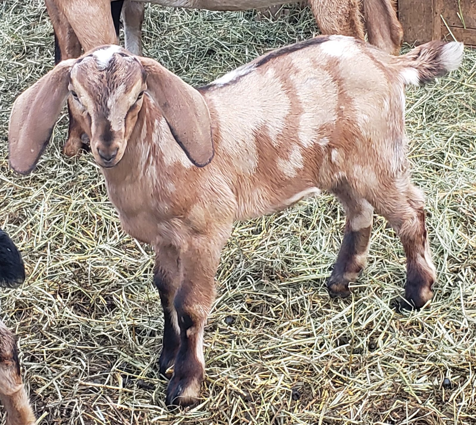 where to buy goats in canada