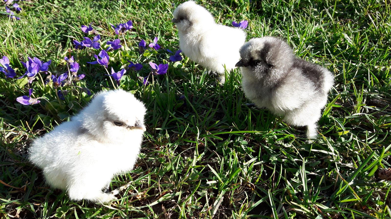 Silkie Chicks Pre-Order