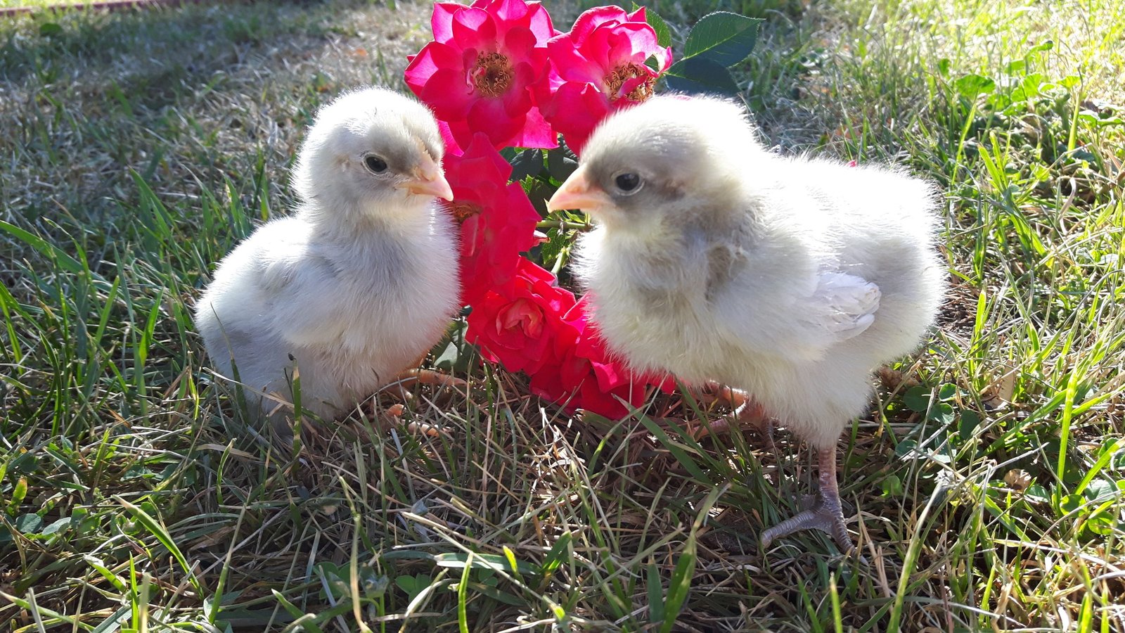 Orpington Chicks Pre-Order