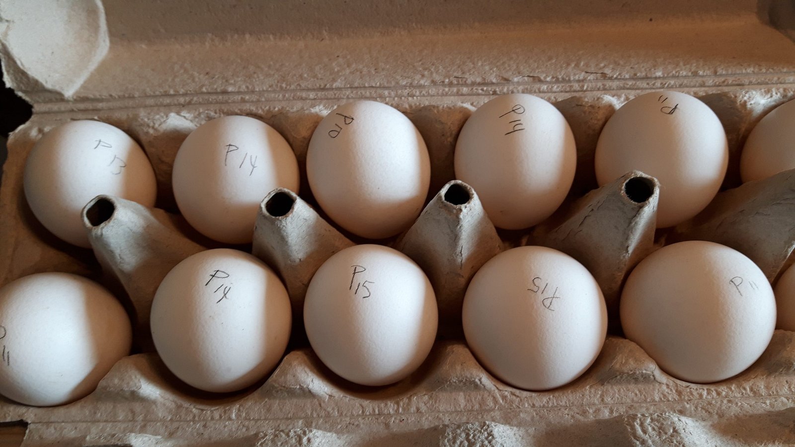 Silver Laced Polish Eggs Pre-Order