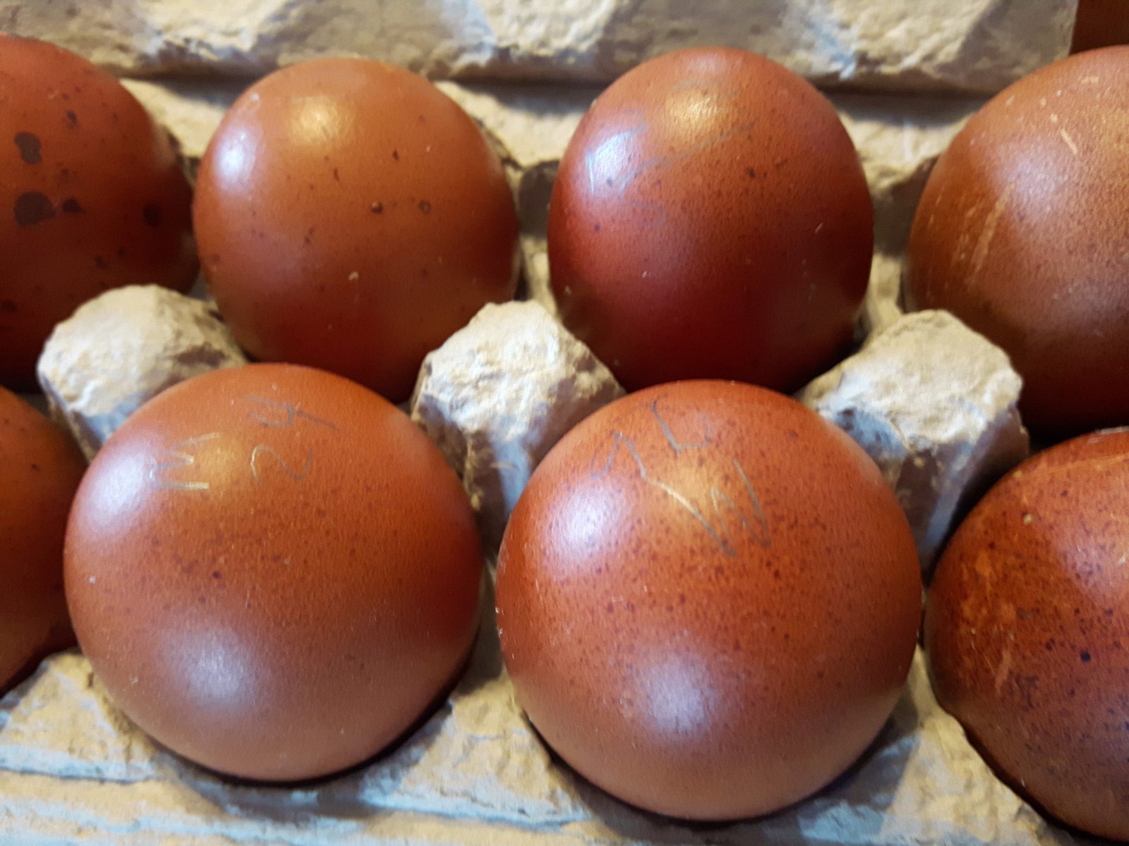 Black and Blue Copper Marans Chicks Pre-Order