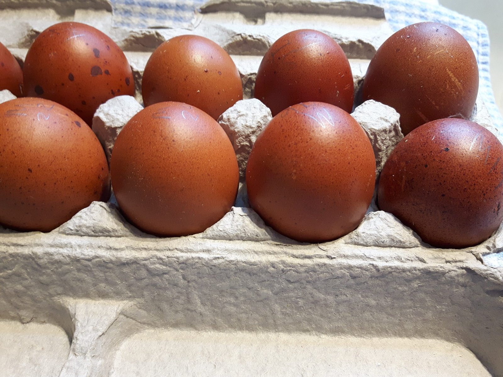 Black and Blue Copper Marans Eggs Pre-Order