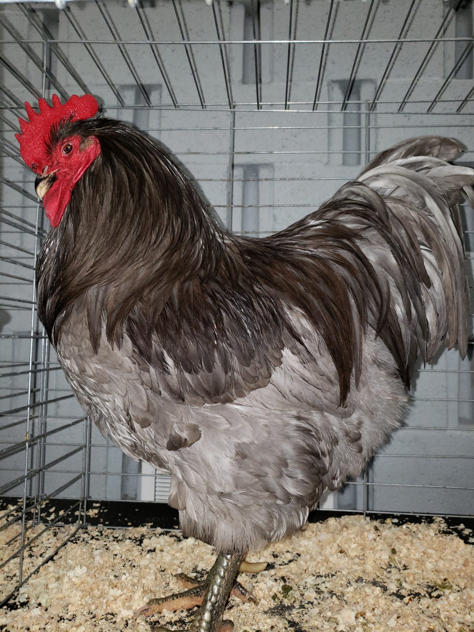 Jersey Giant Eggs Pre-Order