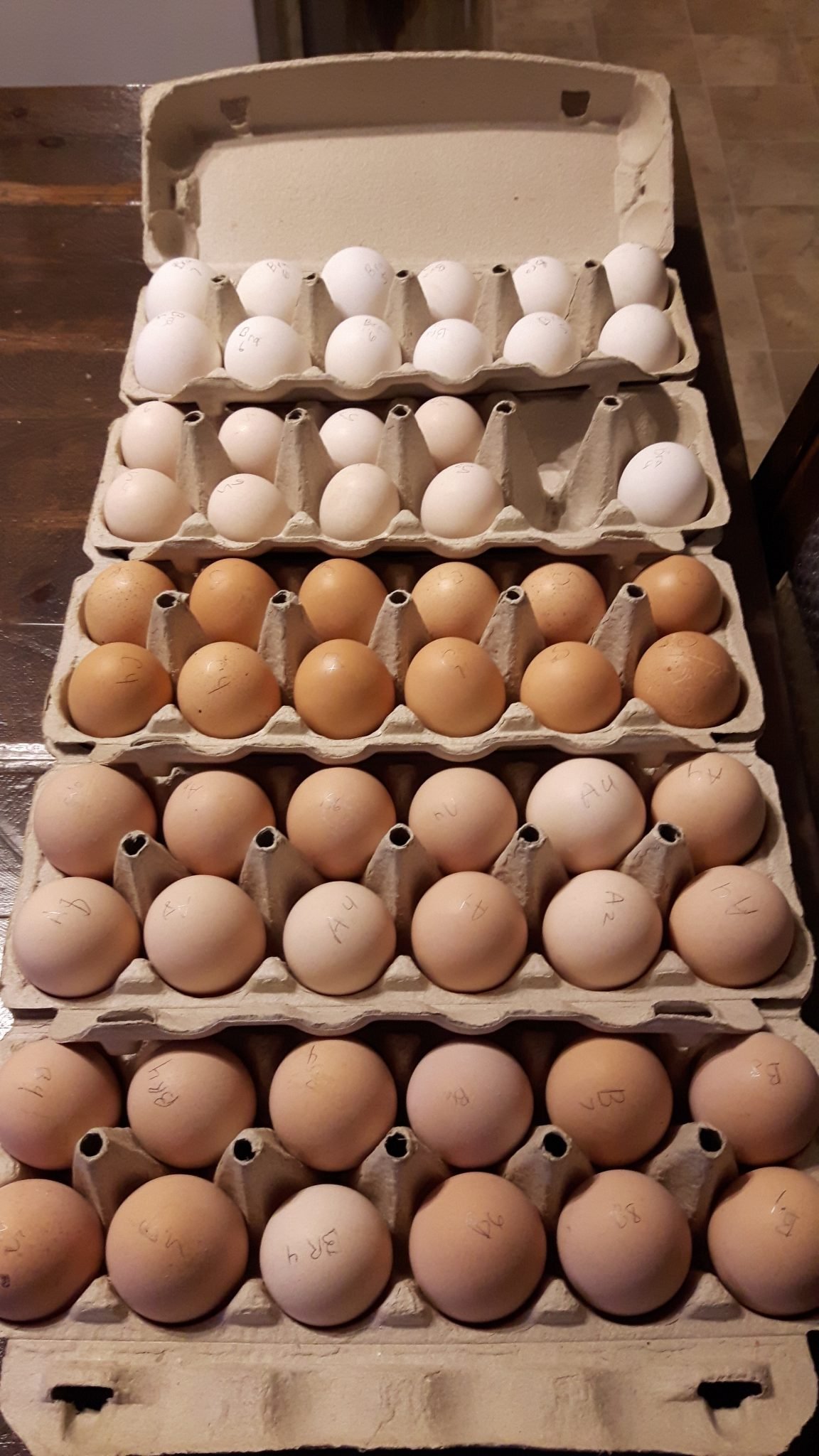 Hatching Eggs Wild Acres