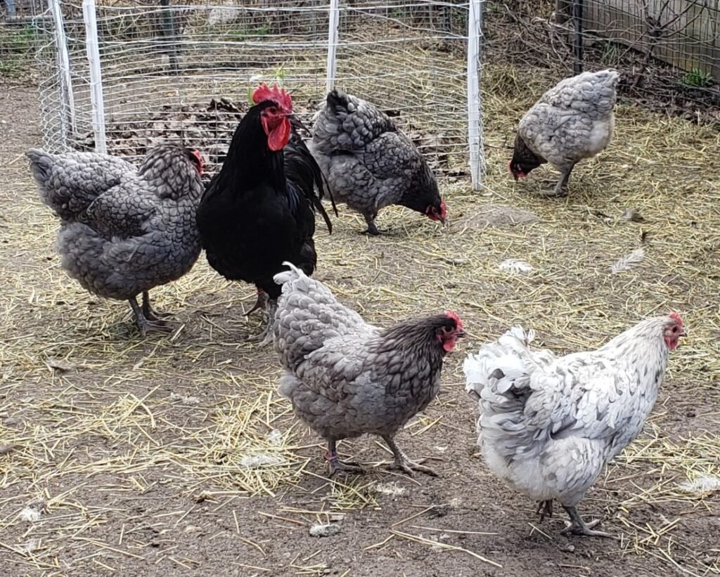 Jersey Giant Wild Acres