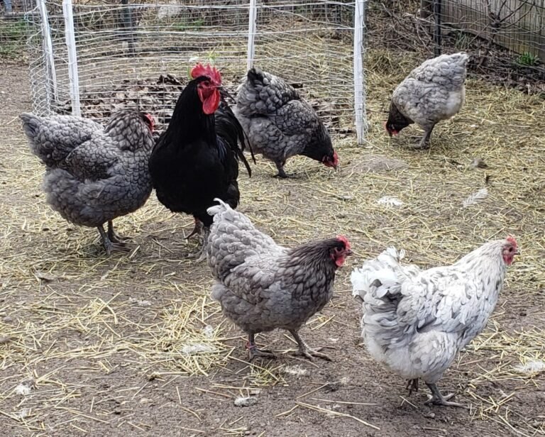 Jersey Giant Wild Acres