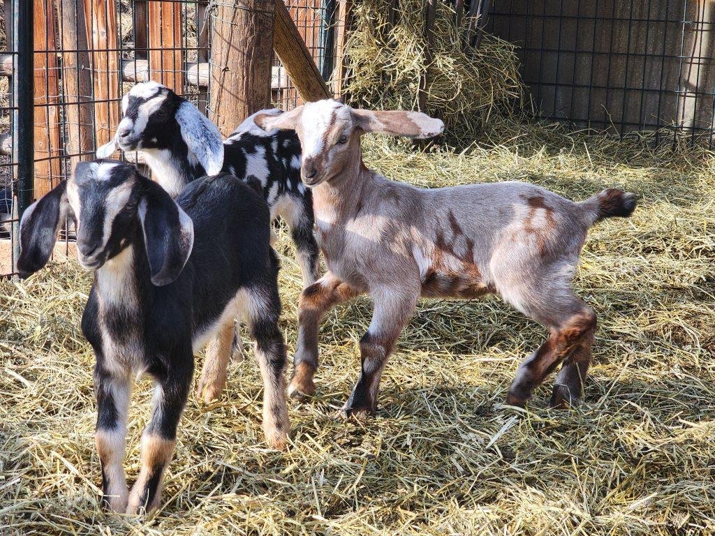 Nubian Registered Bucks