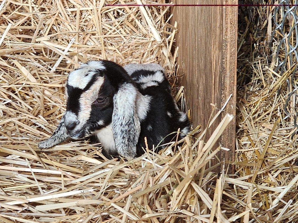 Nubian Registered Does